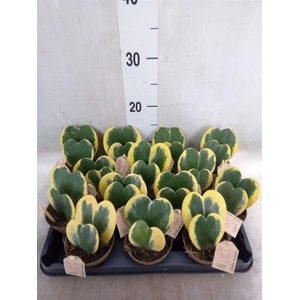 Hoya kerrii