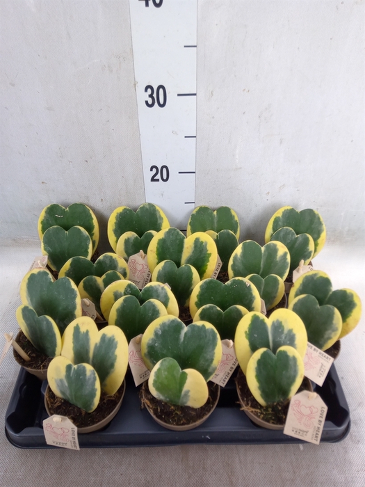 <h4>Hoya kerrii</h4>