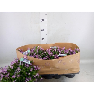Campanula posch.