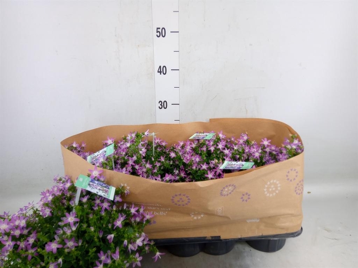 <h4>Campanula posch.</h4>