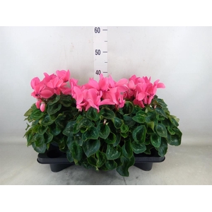 Cyclamen GR 'Mammoth'
