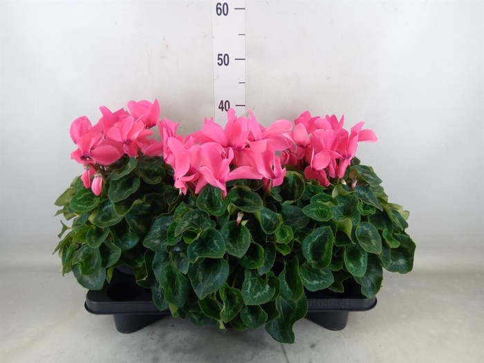 <h4>Cyclamen GR 'Mammoth'</h4>