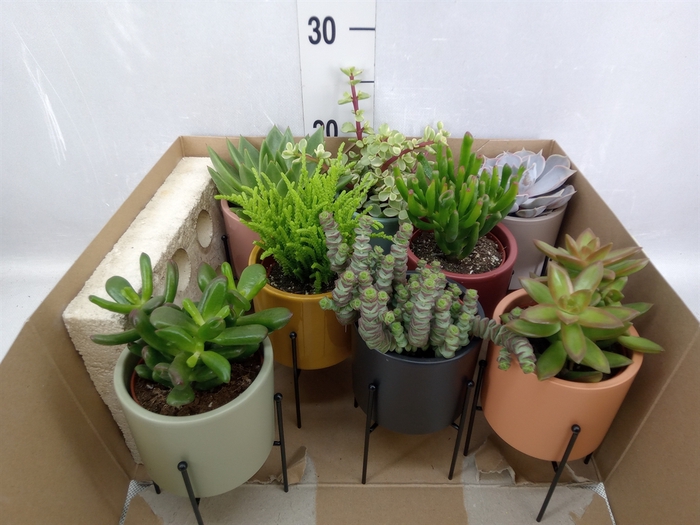 <h4>Succulents   ...</h4>