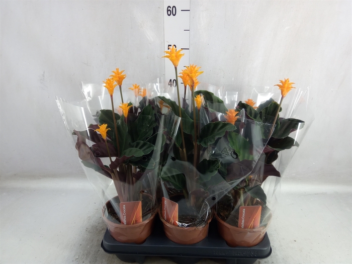 <h4>Calathea crocata</h4>