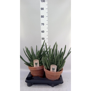 Gasteria carinata var. verrucosa