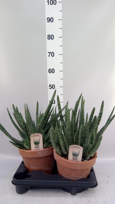 <h4>Gasteria carinata var. verrucosa</h4>
