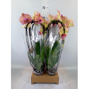 Phalaenopsis  'Elegant Cascade'