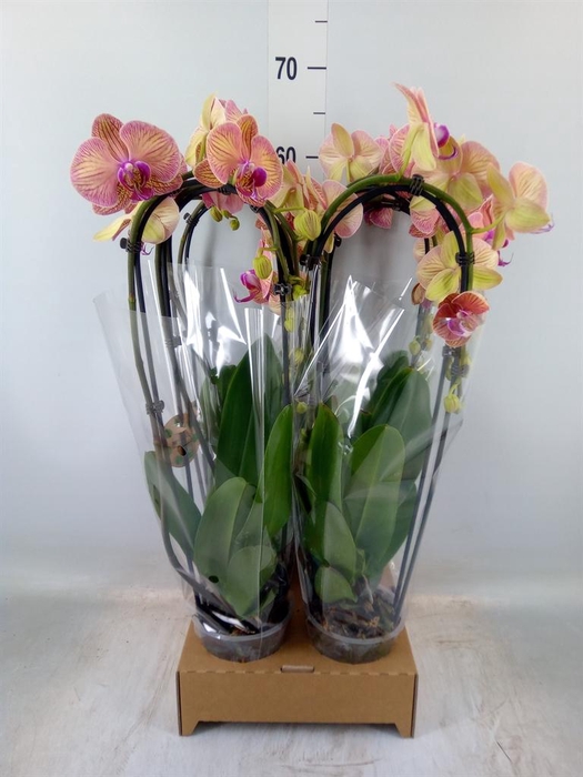 <h4>Phalaenopsis  'Elegant Cascade'</h4>