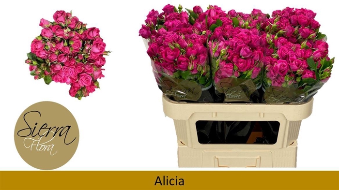 <h4>R Tr Alicia</h4>