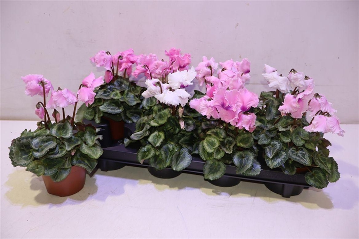 <h4>arr8 Cycl Gr Falbala</h4>