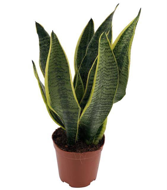 <h4>Sansevieria Futura Superba</h4>