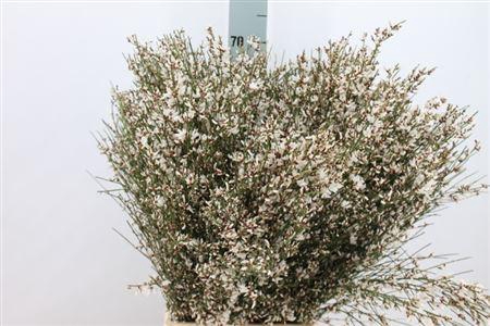 <h4>Ginster Wit 400 Gram</h4>