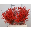 Ilex Rood