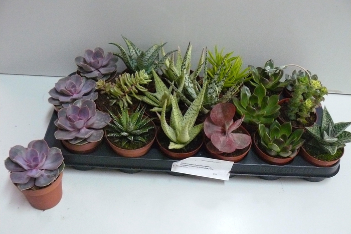 <h4>SUCC GEM 6 SRT</h4>