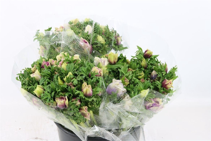 <h4>Anem Rainbow Happy</h4>