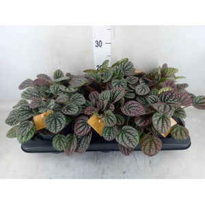 Peperomia