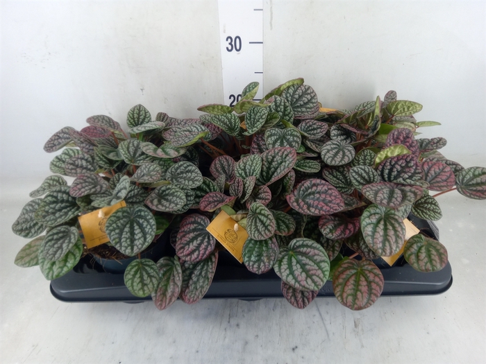 <h4>Peperomia</h4>