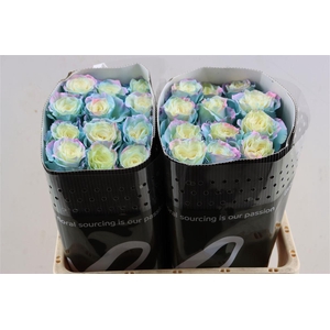 R Gr Tinted Aurora Boreal