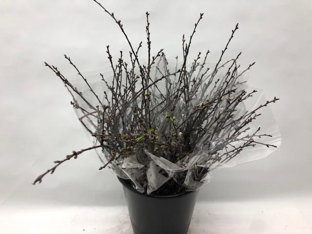 <h4>Mono Kersebloesem per bos</h4>