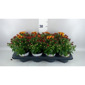 Chrysanthemum  'Podium Red Bicolor'