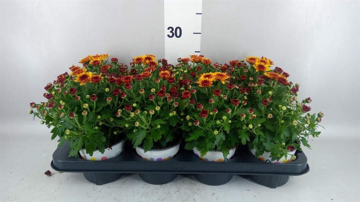 Chrysanthemum  'Podium Red Bicolor'