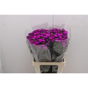 Di Barb Am Neon Purp 60cm