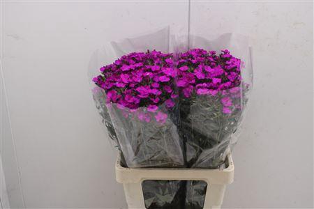 <h4>Di Barb Am Neon Purp 60cm</h4>