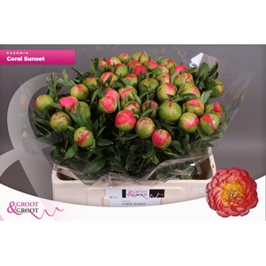 PAEONIA HYBR. 'CORAL SUNSET' PAEONI