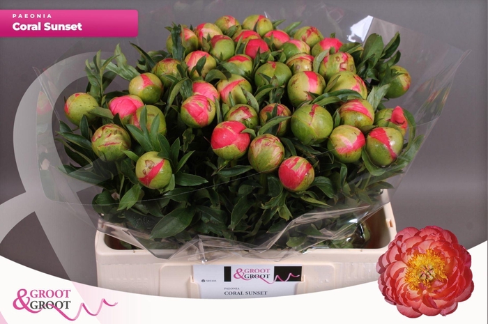<h4>PAEONIA HYBR. 'CORAL SUNSET' PAEONI</h4>