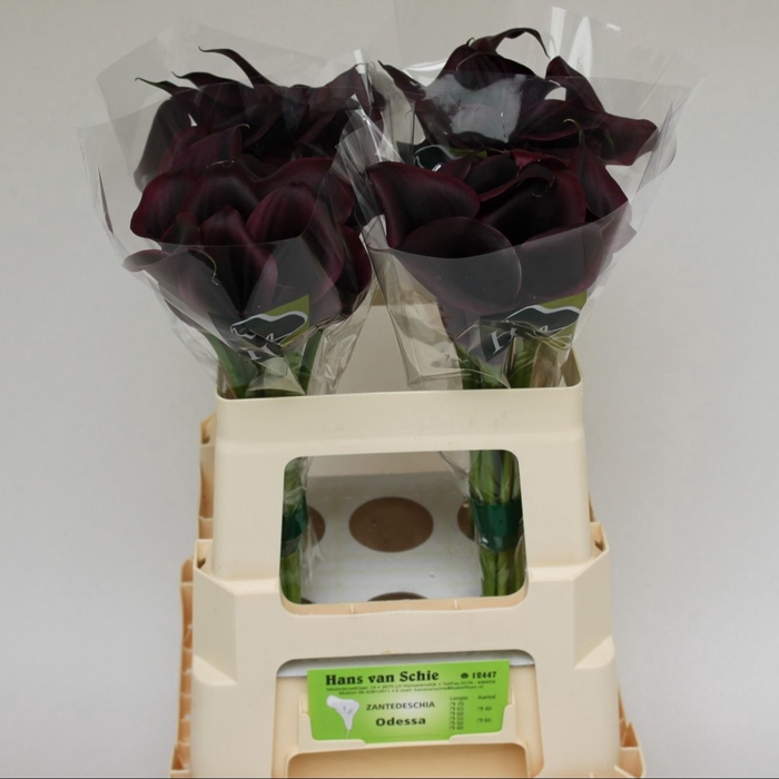 <h4>Zantedeschia odessa</h4>