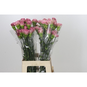 Dianthus St Lege Pink
