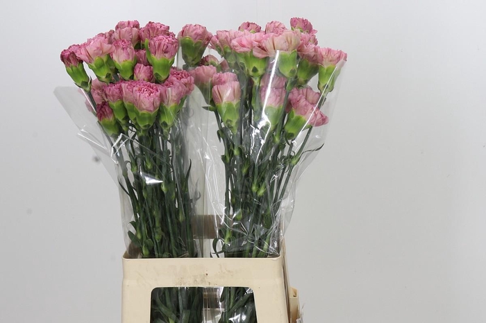 <h4>Dianthus St Lege Pink</h4>