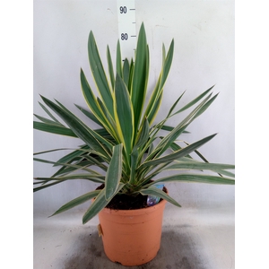 Yucca gloriosa 'Variegata'
