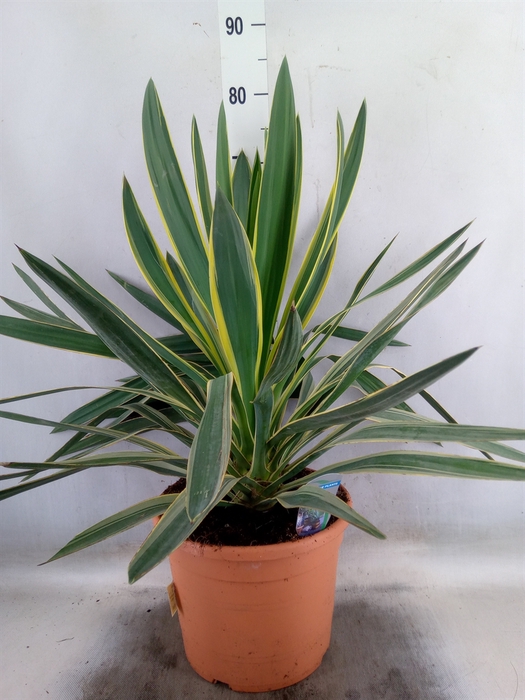 <h4>Yucca gloriosa 'Variegata'</h4>