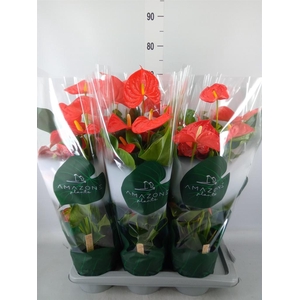 Anthurium andr. 'Florida'