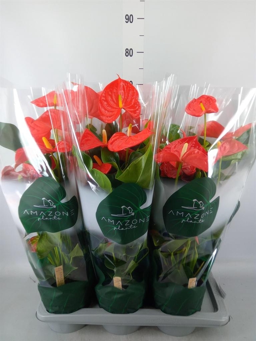 <h4>Anthurium andr. 'Florida'</h4>