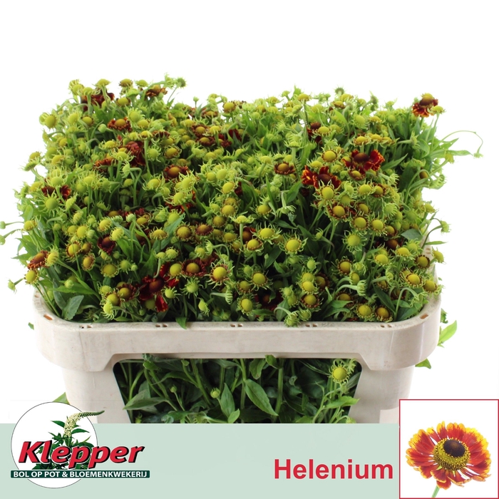 <h4>Helenium Fiesta Klepper</h4>