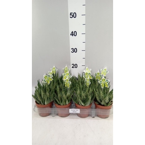 Aloe   ...