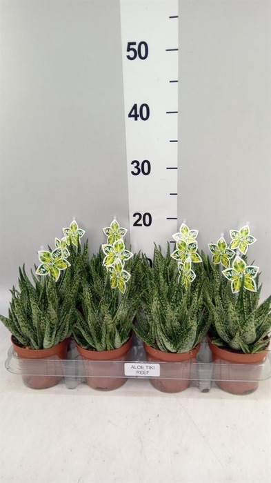 <h4>Aloe   ...</h4>
