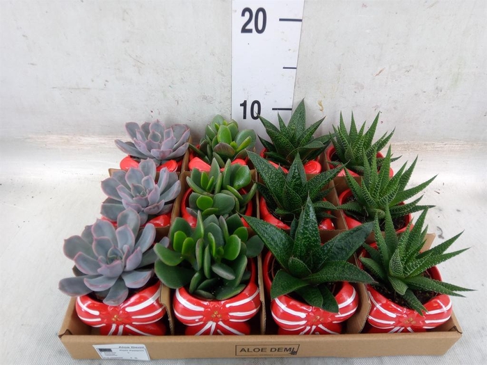 <h4>Succulents   ...</h4>