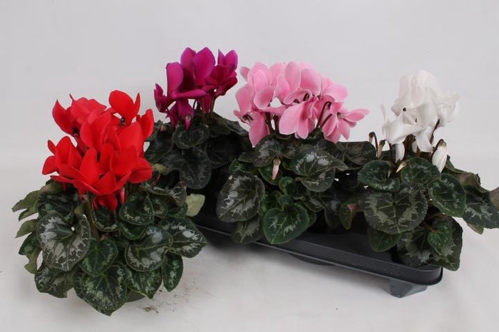 <h4>CYCL GR SUP MAMMOTH</h4>