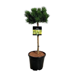Pinus mugo 'Carsten's Wintergold'