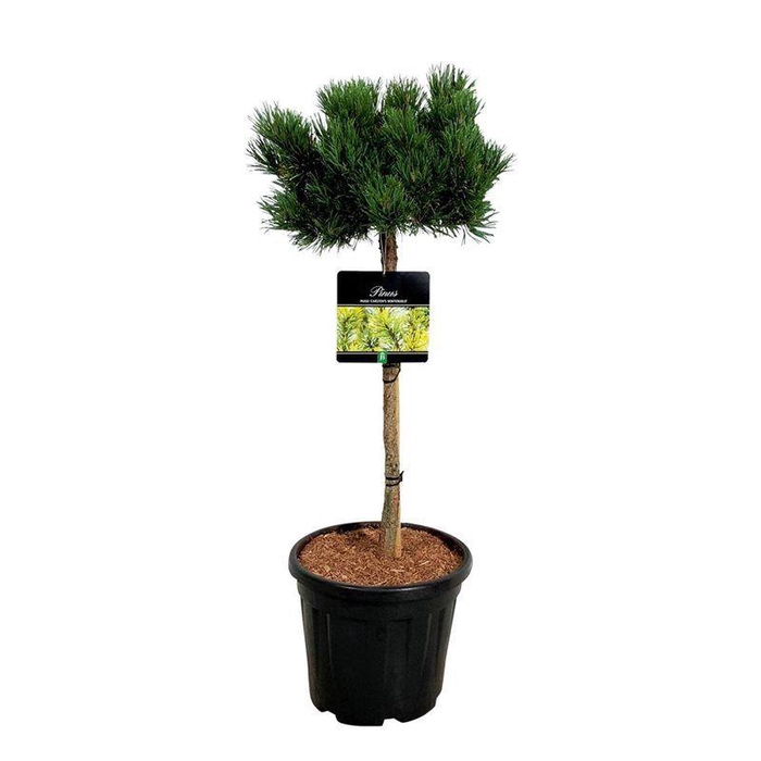 <h4>Pinus mugo 'Carsten's Wintergold'</h4>