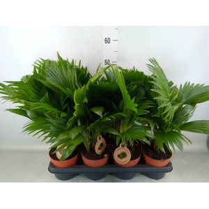 Livistona rotundifolia