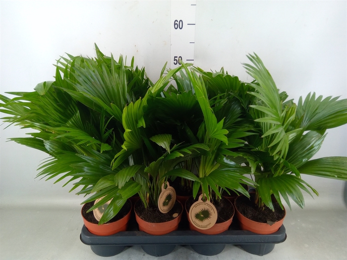 <h4>Livistona rotundifolia</h4>