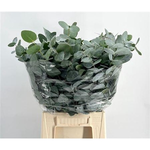 Eucalyptus per bos cinerea