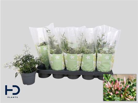 <h4>Jasm Polyanthum Wit</h4>