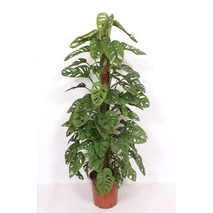 Monstera obliqua Monkey Leaf