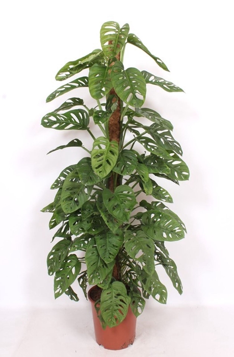 <h4>Monstera obliqua Monkey Leaf</h4>