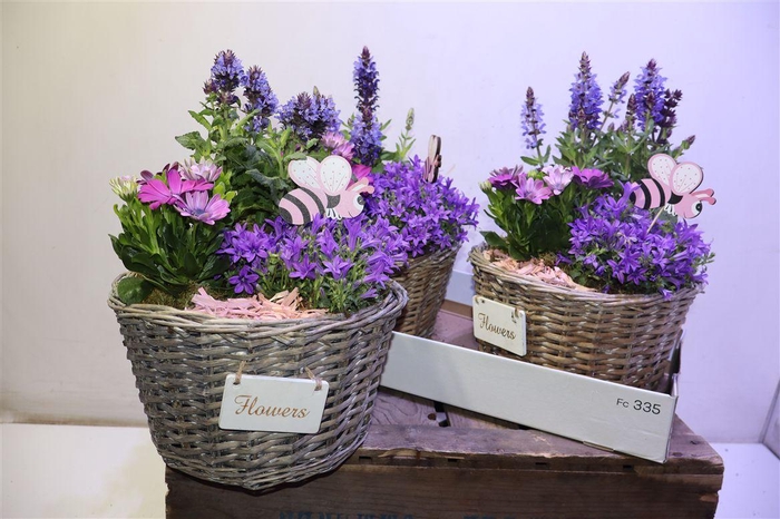 <h4>Arr Tuinplanten In Wilgen Mand</h4>